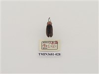 藏品(鞘翅目(1))的圖片